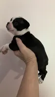 Diamond, a female Boston Terrier for sale in Orlando, FL – 2 of 3