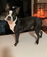 LALA, a female Boston Terrier for sale in Orlando, FL – 4 of 5