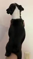 Violet, a female Boston Terrier for sale in Orlando, FL – 3 of 3