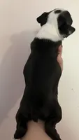 Diamond, a female Boston Terrier for sale in Orlando, FL – 3 of 3