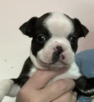 Forest, a male Boston Terrier for sale in Orlando, FL – 1 of 3