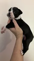 Violet, a female Boston Terrier for sale in Orlando, FL – 2 of 3