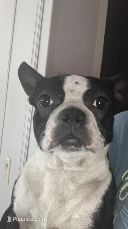 LALA – Boston Terrier puppy for sale in Orlando, FL