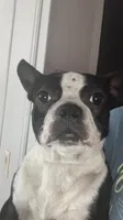 LALA, a female Boston Terrier for sale in Orlando, FL – 1 of 5