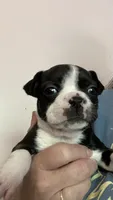 Violet, a female Boston Terrier for sale in Orlando, FL – 1 of 3