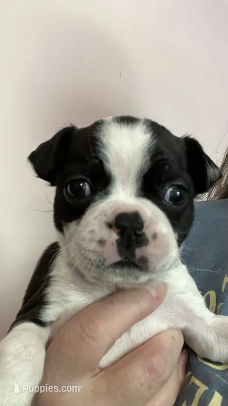 Diamond – Boston Terrier puppy for sale in Orlando, FL