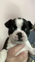 Diamond, a female Boston Terrier for sale in Orlando, FL – 1 of 3