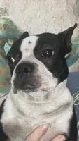 LALA, a female Boston Terrier for sale in Orlando, FL – 3 of 5