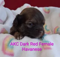 On Hold Dark Red AKC Female, a female Havanese for sale in Gasport, NY – 2 of 7
