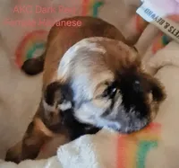 Dark Red AKC Female, a female Havanese for sale in Gasport, NY – 3 of 5