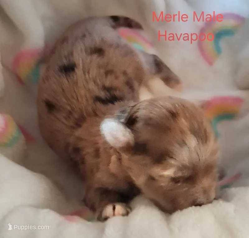 Merle – Havapoo puppy for sale in Gasport, NY