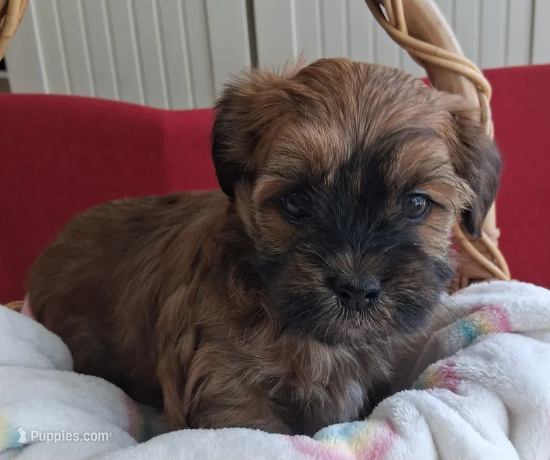 Georgeous Dark Red Male AKC Havanese , a male Havanese for sale in Gasport, NY – 1 of 7