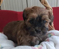 Georgeous Dark Red Male AKC Havanese , a male Havanese for sale in Gasport, NY – 1 of 7