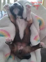 Flashy Dark Red Female GGF GCH Sire, a female Havanese for sale in Gasport, NY – Photo 6 of 6