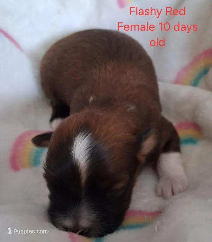 Flashy Dark Red Female GGF GCH Sire – Havanese puppy for sale in Gasport, NY