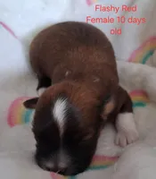 Flashy Dark Red Female GGF GCH Sire, a female Havanese for sale in Gasport, NY – Photo 1 of 6