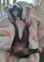 Flashy Dark Red Female GGF GCH Sire, a female Havanese for sale in Gasport, NY – Photo 5 of 6