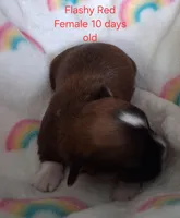 Flashy Dark Red Female GGF GCH Sire, a female Havanese for sale in Gasport, NY – Photo 2 of 6