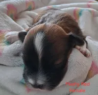 Flashy Dark Red Female GGF GCH Sire, a female Havanese for sale in Gasport, NY – Photo 4 of 6