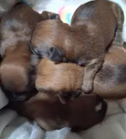 Red, a female Havanese for sale in Gasport, NY – Photo 2 of 2