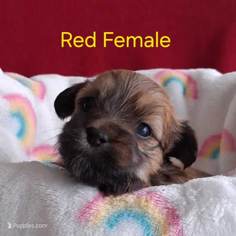AKC Dark Red Female Champion Lines – Havanese puppy for sale in Gasport, NY