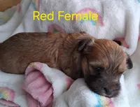 AKC Dark Red Female Champion Lines, a female Havanese for sale in Gasport, NY – Photo 3 of 3