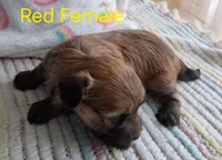 AKC Dark Red Female Champion Lines, a female Havanese for sale in Gasport, NY – Photo 2 of 3