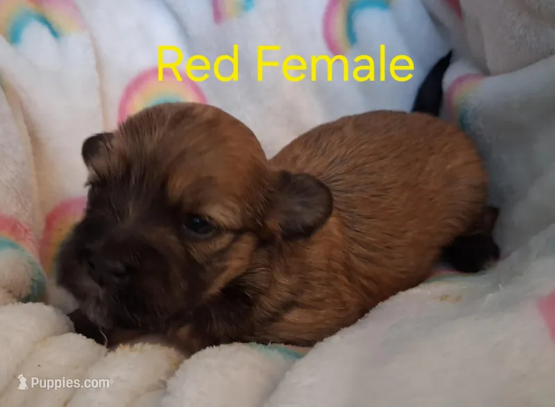 AKC Red Female  – Havanese puppy for sale in Gasport, NY
