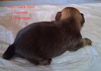 On Hold Dark Red AKC Female, a female Havanese for sale in Gasport, NY – 4 of 7