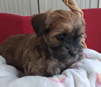 Georgeous Dark Red Male AKC Havanese , a male Havanese for sale in Gasport, NY – 5 of 7