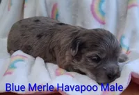 Havapoo Blue Merle , a male Poodle - Toy  for sale in Gasport, NY – 1 of 7