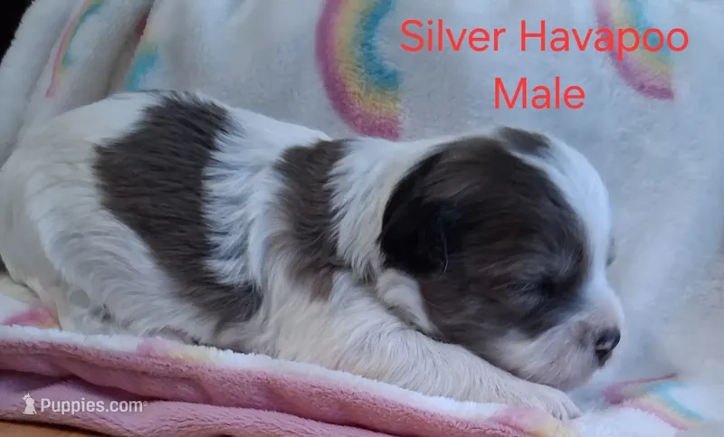 Gray/White – Havanese, Poodle - Toy  puppy for sale in Gasport, NY