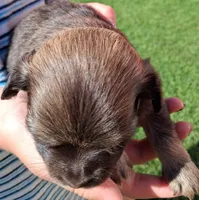 Little Gal, a female Havanese for sale in Gasport, NY – 4 of 7