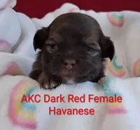 On Hold Dark Red AKC Female, a female Havanese for sale in Gasport, NY – 3 of 7