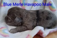 Blue Merle, a male Havapoo for sale in Gasport, NY – 2 of 7
