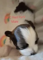Red Sable & White Parti Male, a male Havanese for sale in Gasport, NY – 3 of 3
