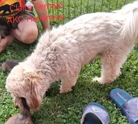 Little Gal, a female Havanese for sale in Gasport, NY – 7 of 7