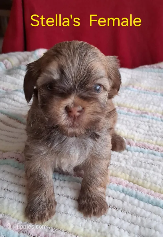 Red Female Champion Lines  – Havanese puppy for sale in Gasport, NY