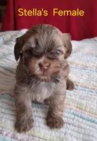 Red Female Champion Lines , a female Havanese for sale in Gasport, NY – Photo 1 of 3
