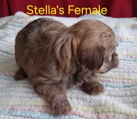 Red Female Champion Lines , a female Havanese for sale in Gasport, NY – Photo 3 of 3
