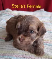 Red Female Champion Lines , a female Havanese for sale in Gasport, NY – Photo 2 of 3