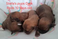 Solid Red Female GGF GCH Sire, a female Havanese for sale in Gasport, NY – Photo 3 of 3