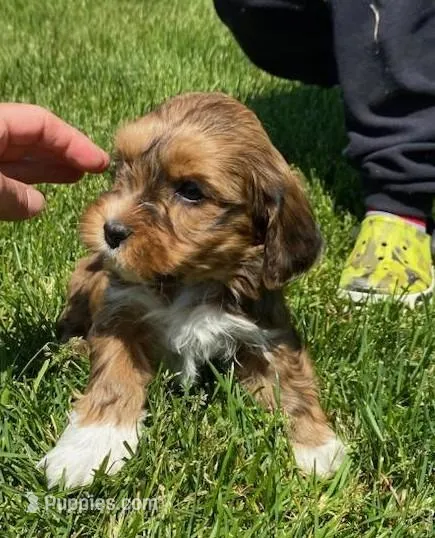 Red – Havanese puppy for sale in Gasport, NY