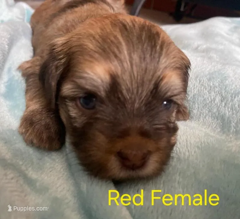 Solid Red Female GGF GCH Sire – Havanese puppy for sale in Gasport, NY