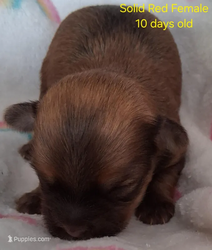 Solid Red Female GGF GCH Sire – Havanese puppy for sale in Gasport, NY