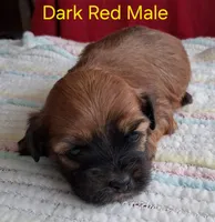 Beautiful AKC Dark Red Male, a male Havanese for sale in Gasport, NY – Photo 2 of 2