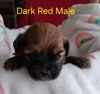 Beautiful AKC Dark Red Male, a male Havanese for sale in Gasport, NY – Photo 1 of 2