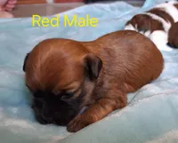 AKC Red Male, a male Havanese for sale in Gasport, NY – Photo 2 of 2