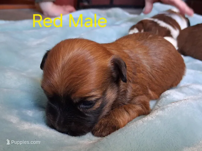 AKC Red Male – Havanese puppy for sale in Gasport, NY