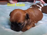 AKC Red Male, a male Havanese for sale in Gasport, NY – Photo 1 of 2